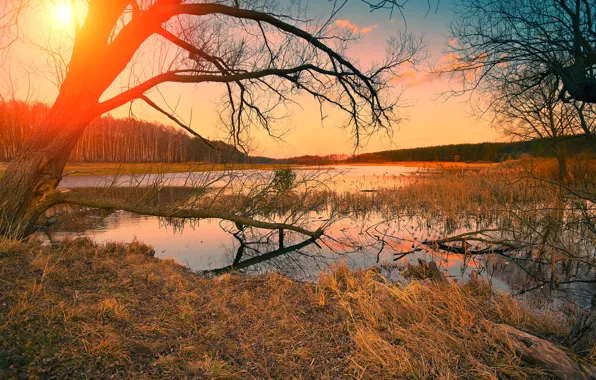 Picture autumn, forest, the sky, grass, the sun, trees, river, dawn