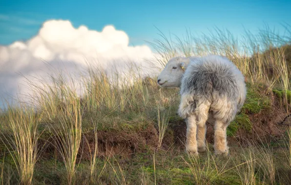 Ass, the sky, grass, clouds, blue, hill, tail, face