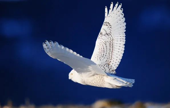 Picture owl, bird, wings, white, flight