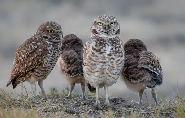 Grass, birds, nature, owl, owls, flock, owl, owls