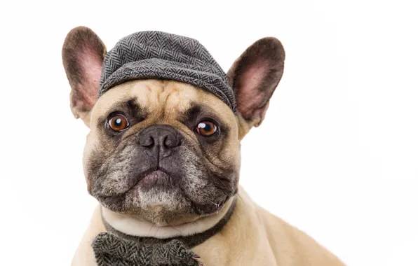 Dog, look, hat