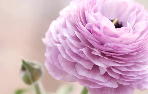 Picture macro, flowers, Ranunculus, Asian, Buttercup