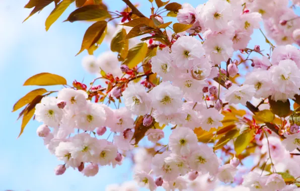Leaves, flowers, branches, spring, Sakura, pink, flowering, blue background