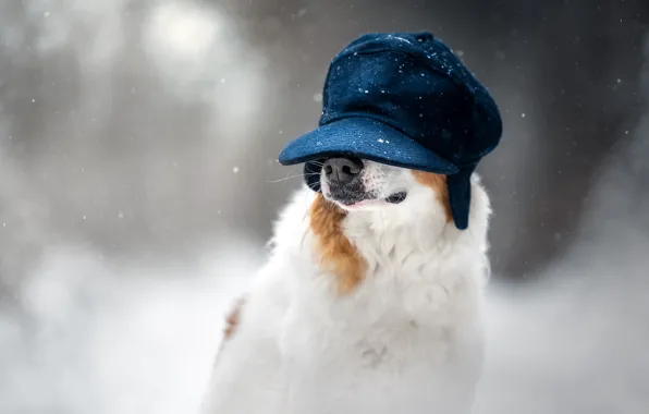 Winter, snow, nature, portrait, dog, nose, cap, snowfall