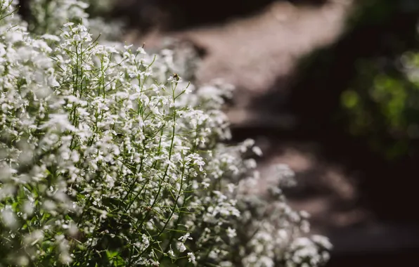 Flowers, Nature, Spring, Flower, Plant, Garden, Plants, Nature