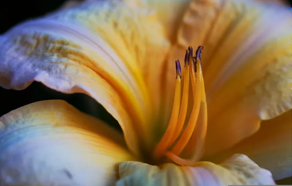 Picture flower, macro, Lily