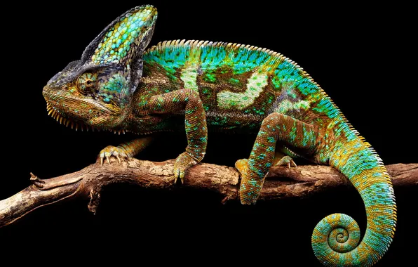 Nature, chameleon, background