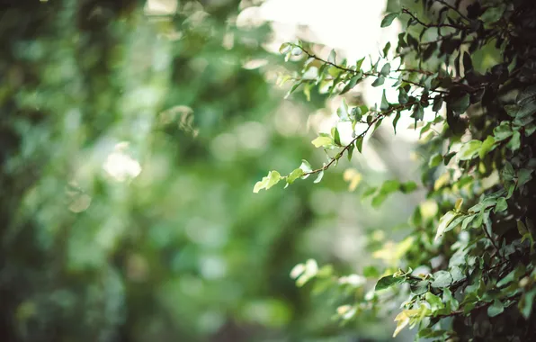 Picture leaves, branches, Bush, green