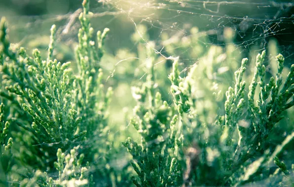 Grass, light, web