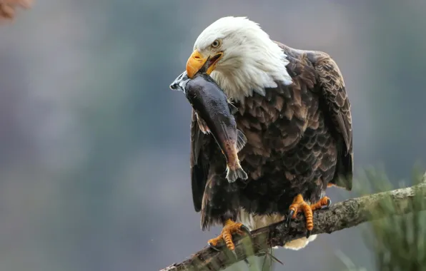 Picture background, bird, fish, branch, Bald eagle, catch