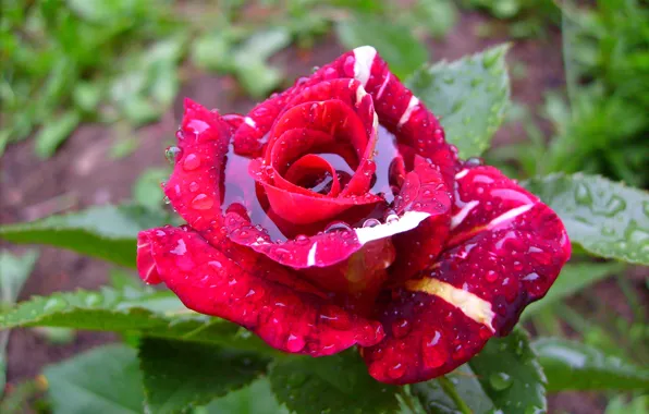 Picture flowers, roses, spotted kapl