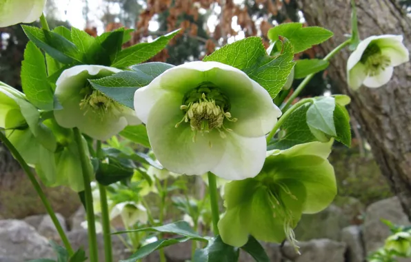 Flowers, hellebore, green, Helleborus