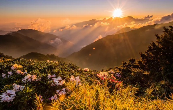 Greens, the sky, the sun, clouds, rays, light, landscape, flowers