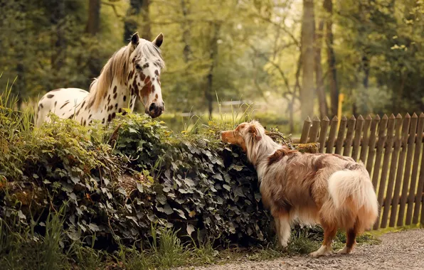 Picture each, horse, dog