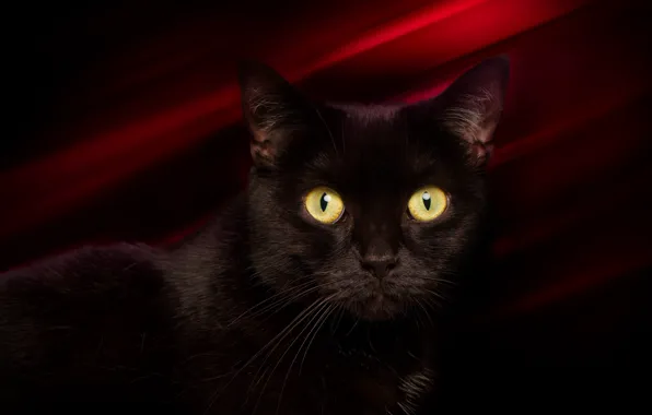 Eyes, cat, mustache, look, background, black, cat