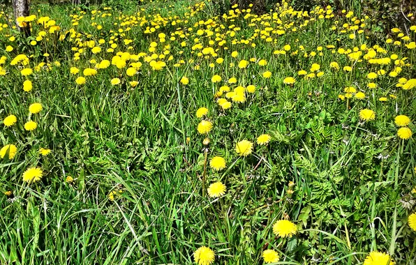 Plant, May 2025, Medicinal dandelion