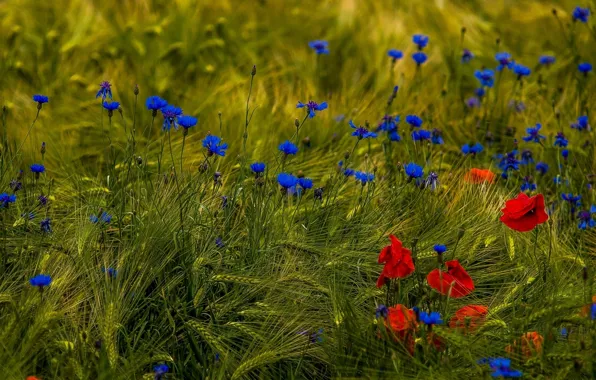 Field, flowers, Maki, ears, cornflowers