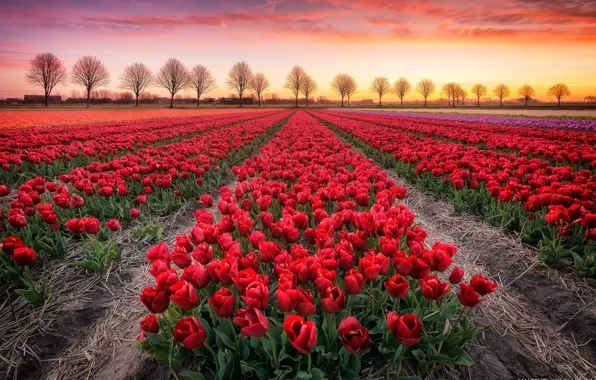 Field, trees, sunset, tulips
