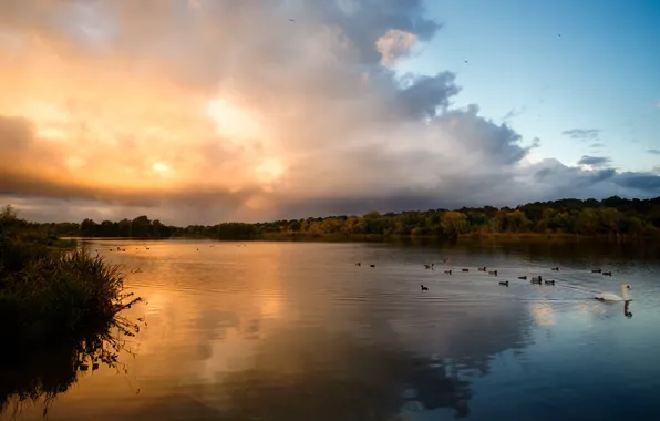 The sky, grass, water, clouds, rays, light, trees, landscape