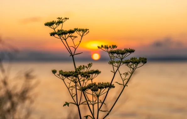 Dawn, Siberia, Krasnoyarsk Sea