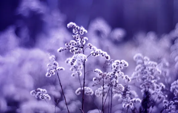 Picture macro, flowers, glare, plant, color, plants, blur, purple