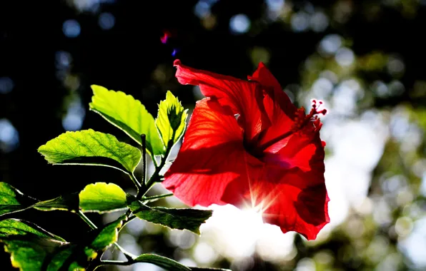 Flower, red, hibiscus