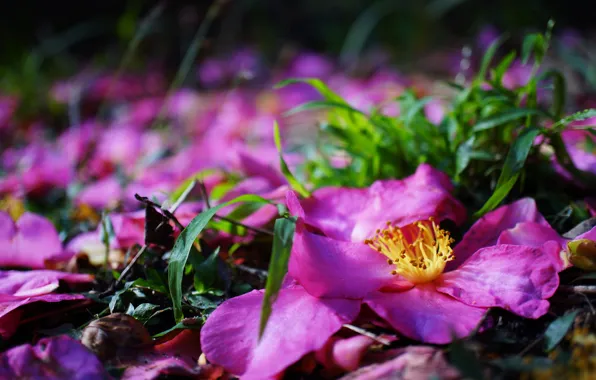 Grass, flowers, bright, blur, spring, petals, stamens, pink