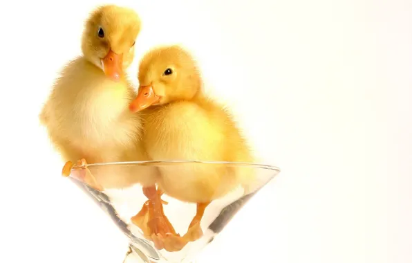 Picture Fluff, Glass, Ducklings
