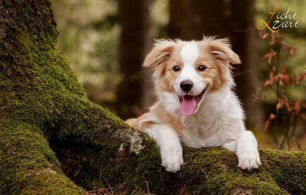 Picture forest, trees, nature, animal, moss, dog, puppy