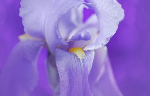 Picture flower, petals, iris
