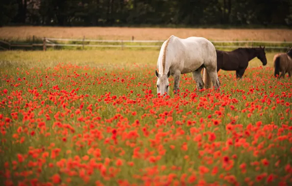 Field, white, summer, flowers, nature, horse, horse, Maki