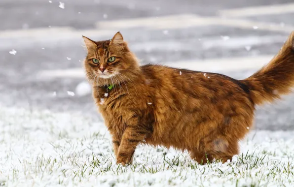 Picture winter, cat, snowflakes, wool