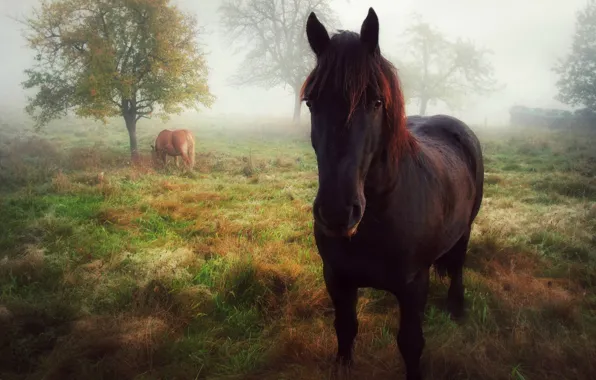 Picture autumn, look, fog, horse, morning, posing, horse