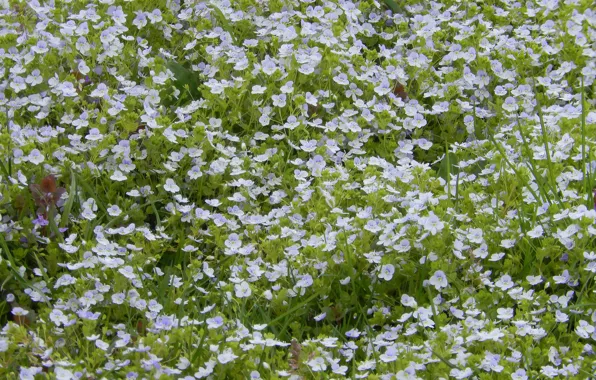 Picture grass, flowers, nature, widescreen, Wallpaper, spring, wallpaper, widescreen