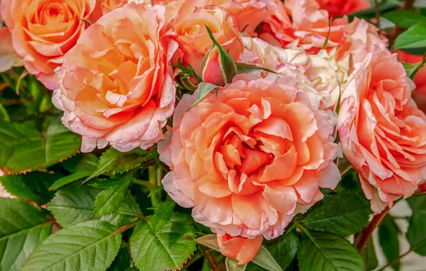 Bush, roses, beauty, petals, buds