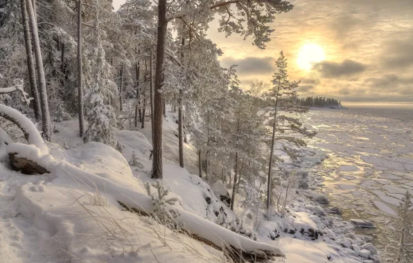 Winter, forest, snow, landscape, nature, lake, shore, morning