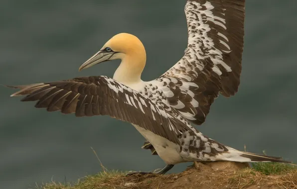 Picture rocks, bird, wings, the Northern Gannet