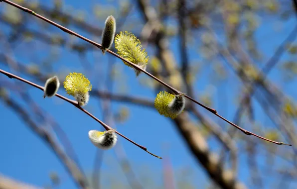 Tree, spring, Verba