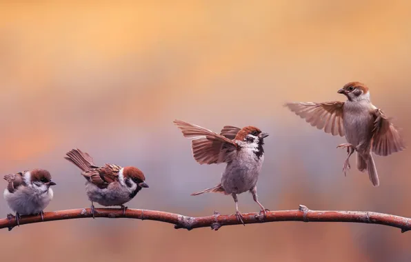 Birds, background, branch, Sparrow, flock, sparrows, poses