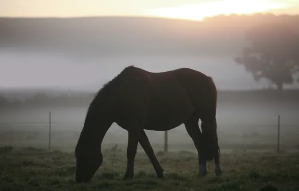 Field, animals, grass, fog, landscapes, horses, morning, horse