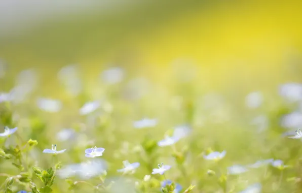 Summer, flowers, nature, blue, field