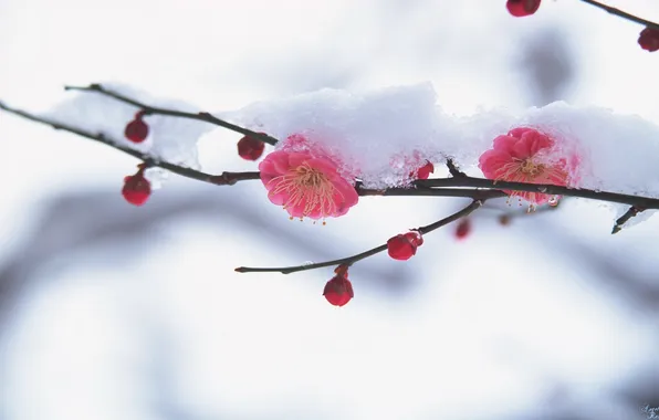 Snow, flowers, branches, Sakura, buds