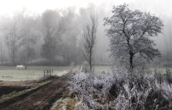 Picture road, frost, fog