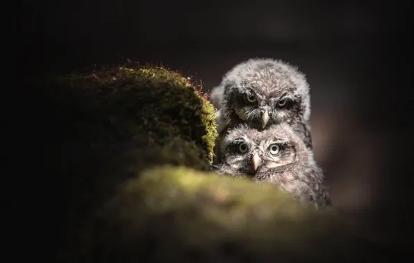 Picture eyes, look, light, nature, darkness, the dark background, stones, grey