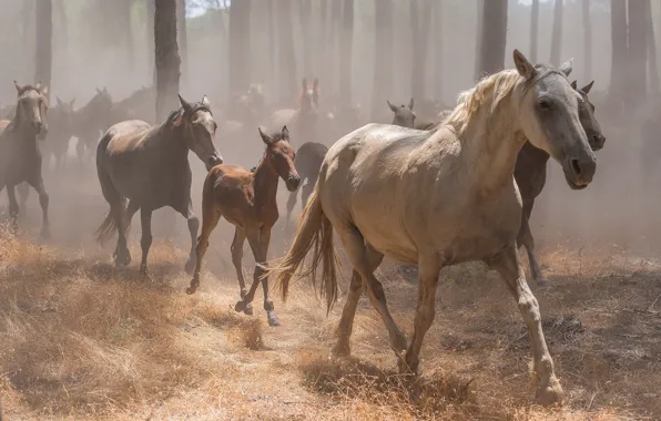 Forest, grass, trees, fog, horses, horse, running, a lot