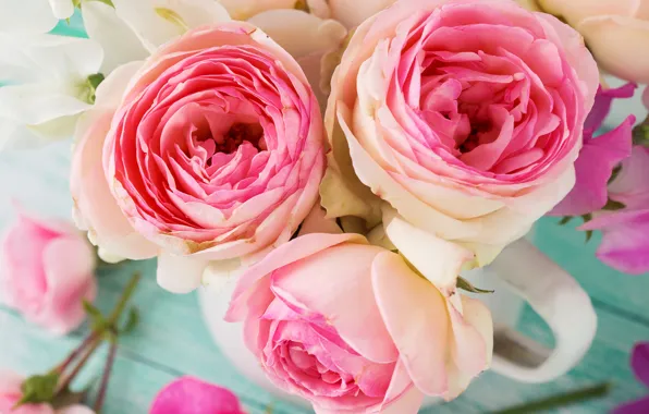 Picture photo, Flowers, Three, Pink, Roses, Closeup