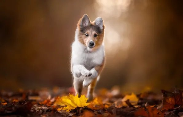 Autumn, look, nature, pose, jump, glade, foliage, legs
