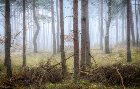 Autumn, forest, trees, branches, fog, trunks, morning, haze