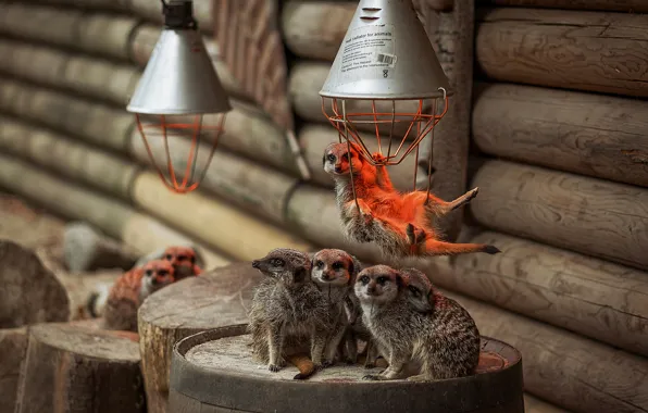 Lamp, meerkats, family
