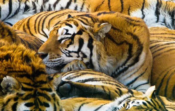 Cats, predators, tigers, 1920x1200, cats, predators, tigers